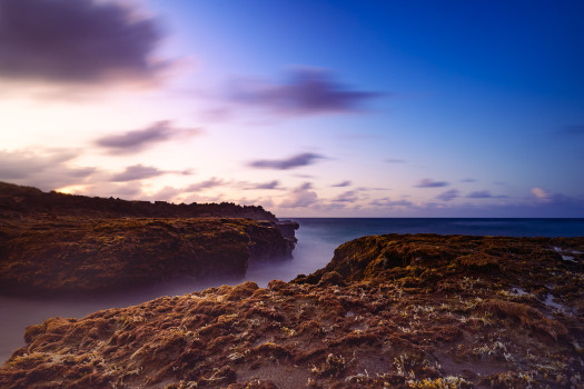 Coastal Charm: Sea Moss on Rocks and a Tranquil Matte Ocean Surface are Captured in this Breathtaking Acrylic Print